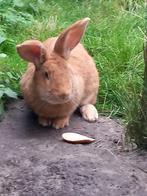 Vlaamse reus Ramelaar Fonsje zoekt goede thuis, Dieren en Toebehoren, Mannelijk, Groot, 0 tot 2 jaar
