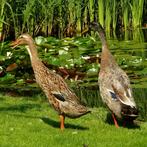 Indische loopeend, Meerdere dieren, Eend