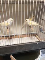 gele mozaiek kanaries, Dieren en Toebehoren, Vogels | Kanaries, Meerdere dieren, Kleurkanarie