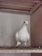 Kasmieren tekoop!, Dieren en Toebehoren, Meerdere dieren, Postduif