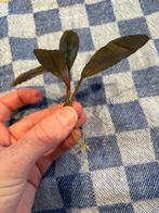 Bucephalabdra 'super blue', Ophalen of Verzenden, Nieuw, Plant(en), Steen of Hout