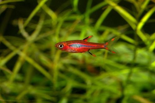 Hobbyaquarium Boraras brigittae / chilli rasbora / nanovisje, Dieren en Toebehoren, Vissen | Aquariumvissen, Zoetwatervis, Vis