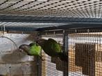 Bruinkoppapegaaien, Dieren en Toebehoren, Meerdere dieren, Papegaai, Geringd