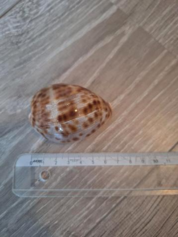 Coquillage cypraea disponible aux enchères