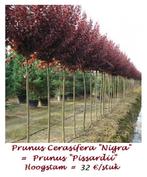 SIER-PRUIMENBOMEN PR. CERASIFERA NIGRA, Hoogstam 32€/stuk, Jardin & Terrasse, Plantes | Arbres, Arbre à bulbes, Plein soleil, Enlèvement