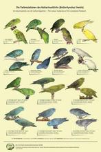Gezocht diverse soorten parkieten., Dieren en Toebehoren, Vogels | Parkieten en Papegaaien