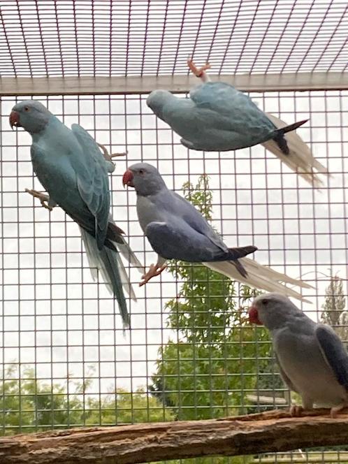 Broedrijpe halsbanden - direct kweken, Dieren en Toebehoren, Vogels | Parkieten en Papegaaien