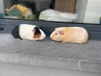 Jonge cavia’s, Dieren en Toebehoren, Knaagdieren, Cavia, Augustus, Mannelijk, Tam