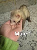 Don furets mâles, Dieren en Toebehoren, Knaagdieren, Juni, Mannelijk, Fret