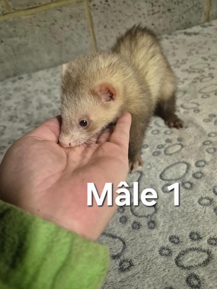Don furets mâles, Dieren en Toebehoren, Knaagdieren, Mannelijk, Fret, Juni