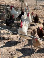 Rasechte jonge hanen poule de bresse te koop, Dieren en Toebehoren, Pluimvee, Mannelijk, Kip