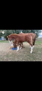 Hengstenveulen, Dieren en Toebehoren, Paarden, Hengst, Springpaard, Met stamboom, 0 tot 2 jaar