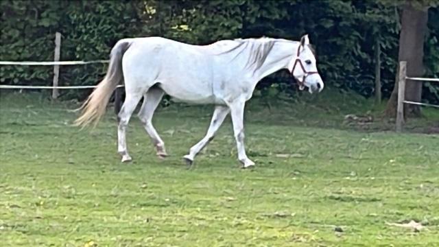 Plekje vrij op mijn weide met inloopstallen., Dieren en Toebehoren, Stalling en Weidegang, Stalling