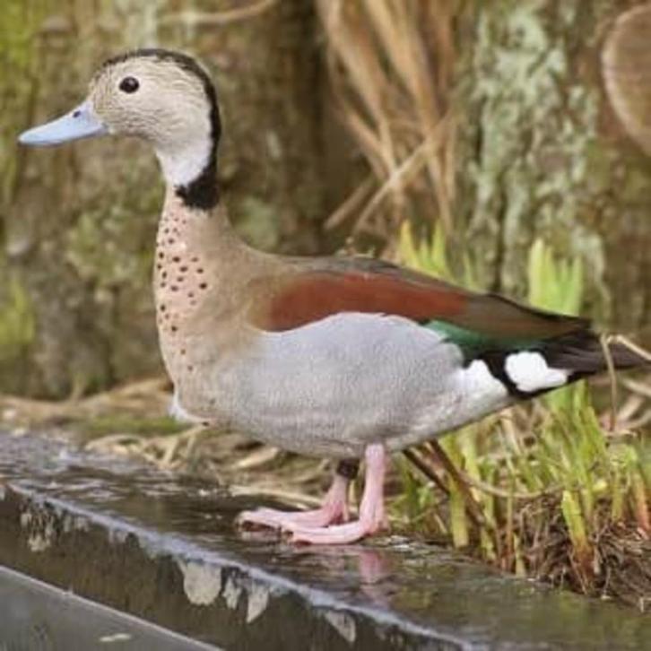 roodschoudertaling @ paradijshof, Dieren en Toebehoren, Pluimvee, Eend, Meerdere dieren