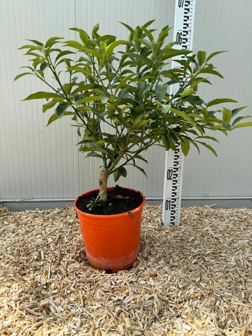 SUPERBES KUMQUAT en pot de 4l OFFRE CHOC 25€ l'un seulement, Jardin & Terrasse, Plantes | Arbres, En pot, Enlèvement ou Envoi