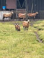 black belly barbados ooi te koop, Dieren en Toebehoren, Schapen, Geiten en Varkens, Meerdere dieren, Schaap, 0 tot 2 jaar