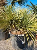 Yucca Rostrata 2 stam, Tuin en Terras, Planten | Tuinplanten, Ophalen