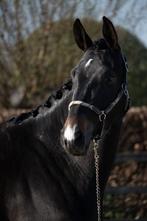 4-jarige merrie van Rubin Royal x De Niro x Welt Hit I, Dieren en Toebehoren, Paarden, Merrie, 165 tot 170 cm, Dressuurpaard, 3 tot 6 jaar