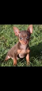 Pincher pups, Dieren en Toebehoren, België, Fokker | Hobbymatig, Overige rassen, CDV (hondenziekte)