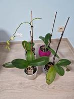 Lot orchidee met pot, Ophalen, Overige soorten, In pot, Minder dan 100 cm