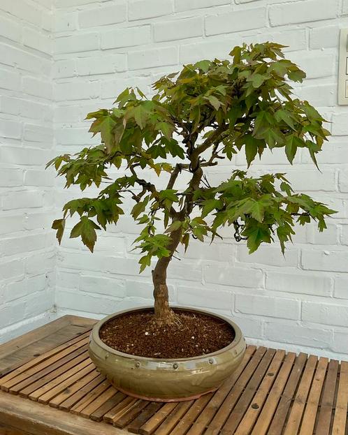 Acer buergerianum, Tuin en Terras, Planten | Bomen, Overige soorten, Minder dan 100 cm, Volle zon, Bloeit niet, In pot, Ophalen