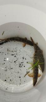 Cottos gobio / steenslijmvis DRINGEND, Dieren en Toebehoren, Vis, Zoetwatervis