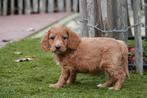 Prachtige abrikoze Cockapoo pup, Dieren en Toebehoren, Parvo, België, Overige rassen, 8 tot 15 weken