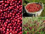 Veenbessen, mooie planten met heerlijke gezonde rode bessen, Lente, Halfschaduw, Minder dan 100 cm, Ophalen of Verzenden