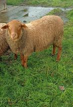 Mooie Ardense voskop ram ingeschreven in het Sle stamboek, Dieren en Toebehoren, Schapen, Geiten en Varkens, Mannelijk, Schaap