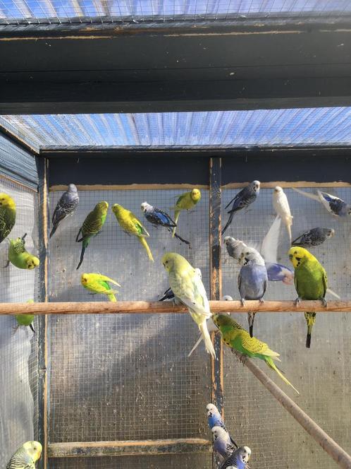 HIPPE KLEUREN GRASPARKIETJES VANAF 16 EURO/KOPPEL, Dieren en Toebehoren, Vogels | Parkieten en Papegaaien, Parkiet, Meerdere dieren