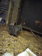 Mechelse koeken, Dieren en Toebehoren, Pluimvee