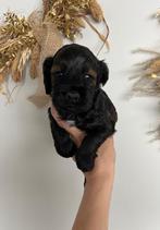 Prachtige cockapoo pups (dwerg poedel x Amerikaanse cocker s, Dieren en Toebehoren, België, Overige rassen, CDV (hondenziekte)
