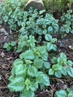 bodembedekker sierneteltjes GRATIS, Enlèvement, Printemps