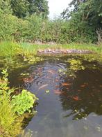 Goudwindes max 15cm, Dieren en Toebehoren, Karper of Koi