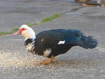 Canard Barberie, canards, Canard