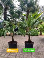 Trachycarpus Fortunei palmbomen, Tuin en Terras, Planten | Bomen, Ophalen, Palmboom
