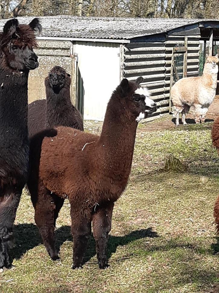 alpaca, Dieren en Toebehoren, Overige Dieren, Mannelijk, Oktober
