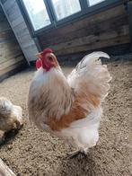 Brahma groothoenders Lemon Pyle, Dieren en Toebehoren, Kip