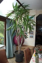 yucca de 3 mètres, Huis en Inrichting, Kamerplanten, Yucca, Ophalen of Verzenden, In pot, 200 cm of meer