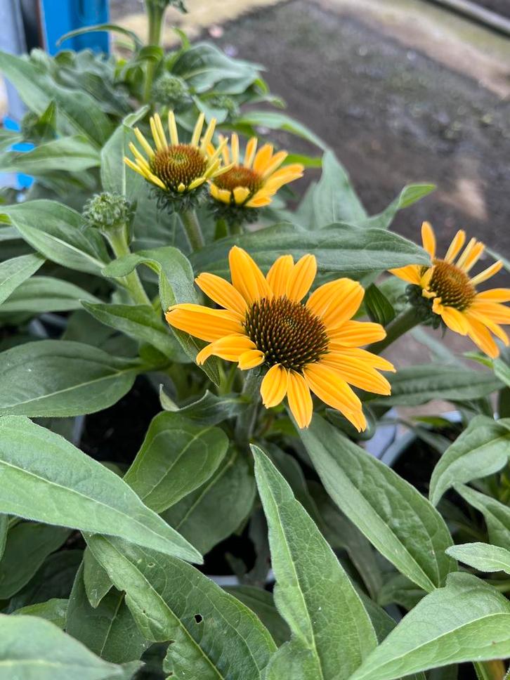 Echinacea purpurea ‘SunSeekers Tequila Sunrise’ Potmaat 17, Tuin en Terras, Planten | Tuinplanten, Vaste plant, Volle zon, Zomer