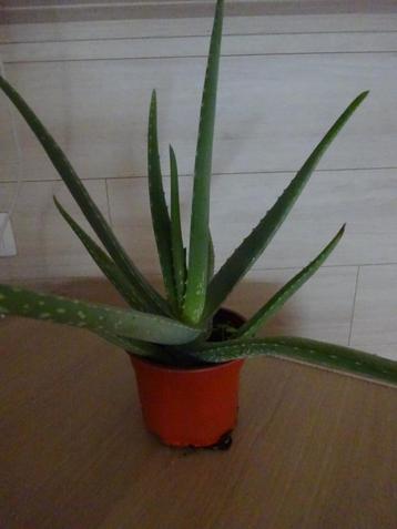 aloe vera plant beschikbaar voor biedingen