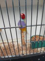 Gele goldamandine man 2024, Dieren en Toebehoren, Vogels | Kanaries, Mannelijk, Bastaard