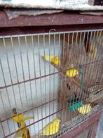 vogels, Dieren en Toebehoren
