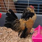 Antwerpse baardkriel, Mannelijk, Kip