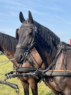 Zwarte merrie, Dieren en Toebehoren, 7 tot 10 jaar, 160 tot 165 cm, Recreatiepaard, Merrie