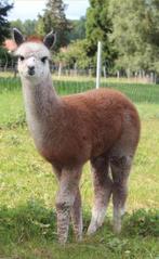 Rose grey hengst, Dieren en Toebehoren, Overige Dieren, Mei, Mannelijk