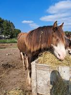 Prachtige Smokey black tinker/irish cob jaarling merrie, Animaux & Accessoires, Chevaux, Vermifugé, Moins de 160 cm, Ne s'applique pas