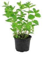 Bio Marokkaansemunt in pot, Tuin en Terras, Ophalen, Vaste plant, Kruiden