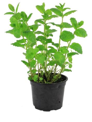 Bio Marokkaansemunt in pot, Tuin en Terras, Ophalen, Vaste plant, Kruiden