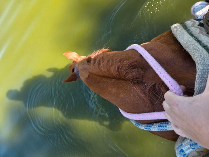 Halve stal gezocht voor quarter, Dieren en Toebehoren, Paarden, Merrie, 11 jaar of ouder, Westernpaard